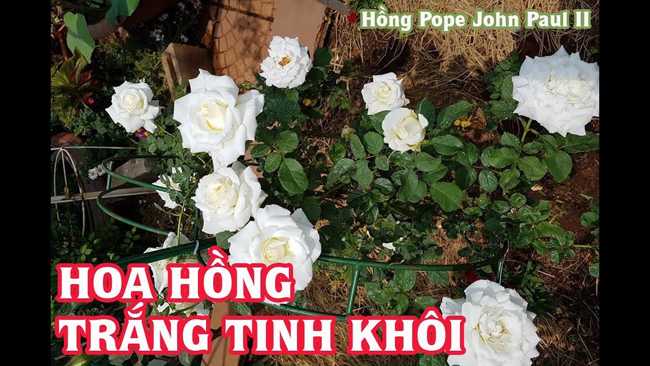 Tổng hợp Hoa Hồng trắng tinh khôi - Hồng Pope John Paul II, Hồng Bạch, Hồng Ngọc lung linh