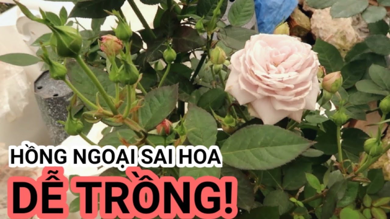 Tổng hợp Hoa hồng ngoại bông sai, dễ trồng nhất cho người mới chơi