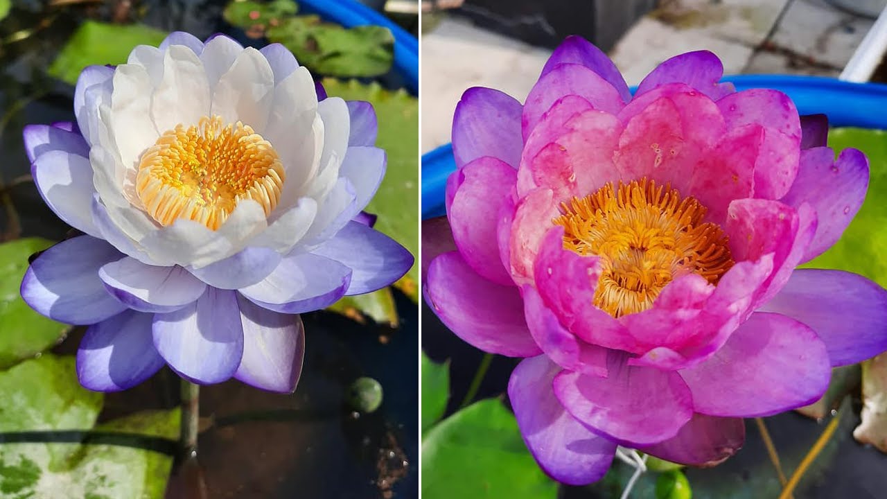 Top 150 bông hoa súng đẹp đủ màu sắc - Top 150 beautiful water lily, many colors