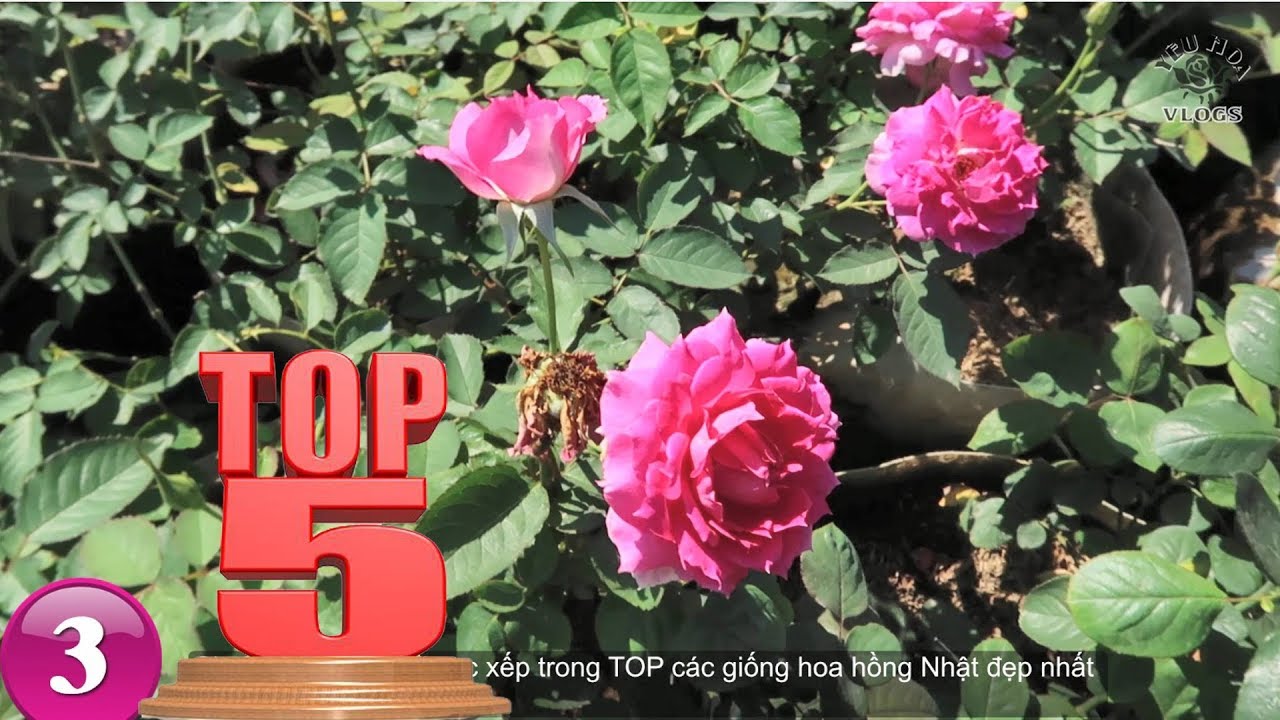 Top 5 loài Hoa Hồng Ngoại độc đáo và đẹp xuất sắc | Sưu tập hồng ngoại đẹp, độc, lạ