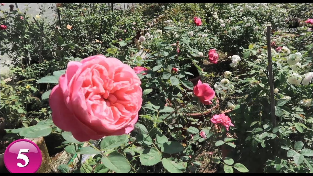 Top 5 loại Hồng Ngoại tuyệt đẹp mà bạn chưa biết tên | Hoa hồng ngoại đặc sắc