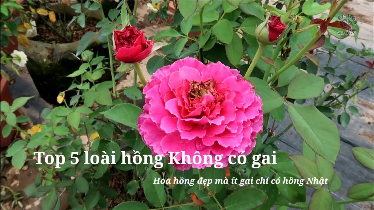 Top 5 loài hoa hồng vừa đẹp, thơm lại cực ít gai không thể bỏ lỡ