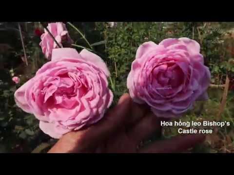 Top 6 loại Hồng leo đẹp nổi tiếng | Hoa hồng leo tuyệt đẹp | The Beautiful Rose garden