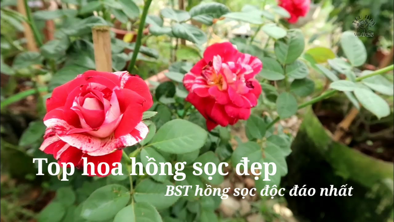 Top hoa hồng sọc đẹp và dễ trồng nhất không thể bỏ lỡ