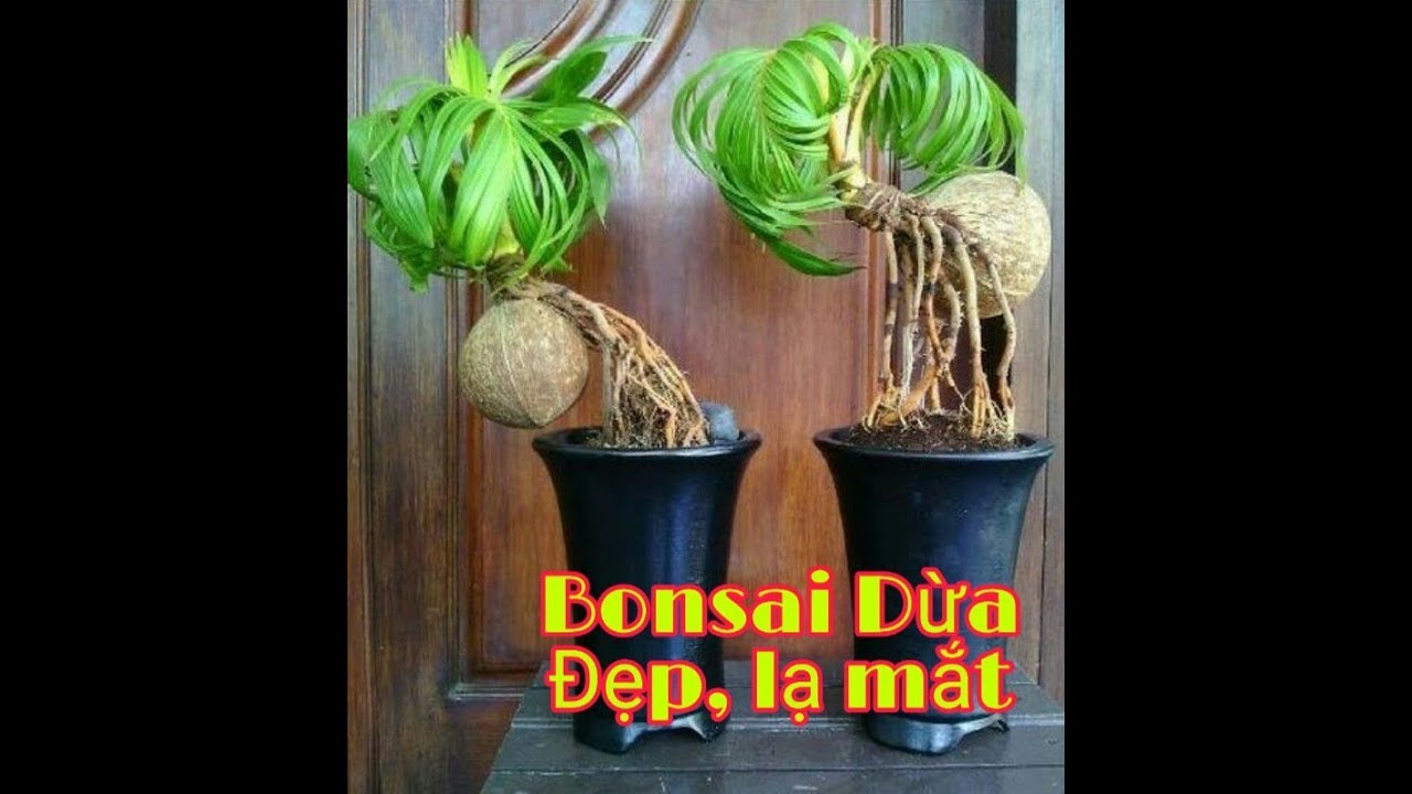 Trang trí nhà cửa với bonsai dừa ( Decorate houses with coconut bonsai )