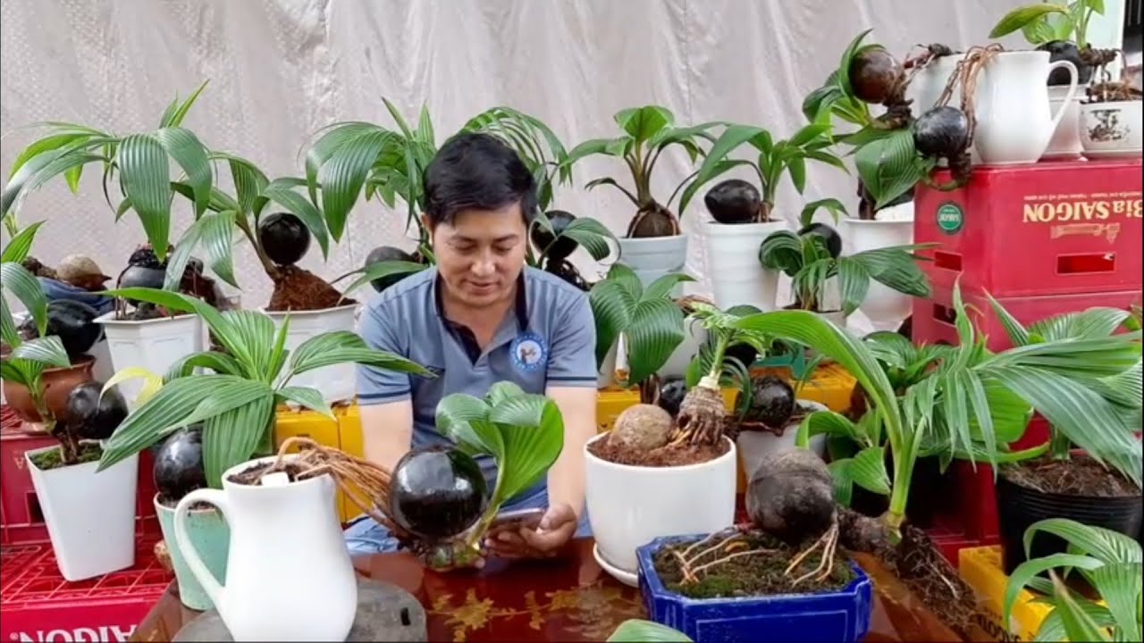 Trao Đổi, Chia Sẽ Cách Trồng Dừa Bonsai /Coconut bonsai