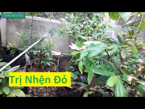 Trị Nhện Đỏ Cho Mai Vàng Đầu Tháng 4 | Tính Bonsai