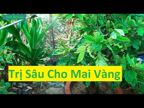 Trị Sâu Cho Mai Vàng Giữa Tháng 7 | Tính Bonsai