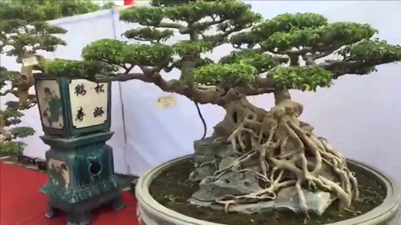 Triển lãm SVC Nam Định, quá nhiều bonsai đẹp (Nam Dinh Bonsai trees exhibition)