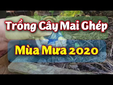 Trồng Cây Mai Ghép - Tháng 07 Năm 2020