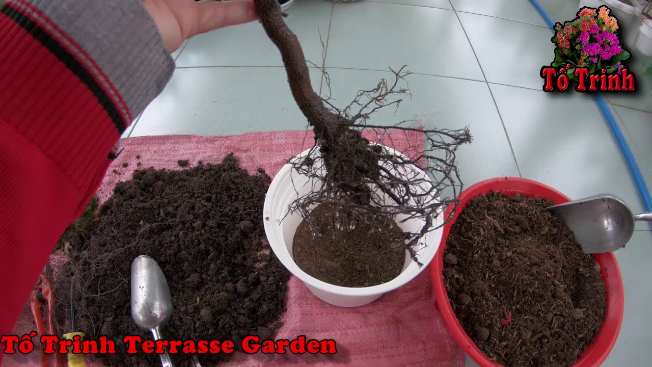 Trồng Cây Me Bonsai / Tamarind Bonsai Tree