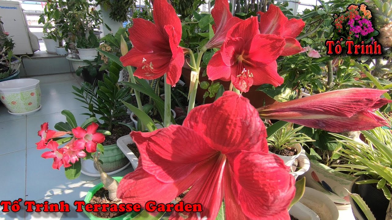 Trồng Củ Lan Huệ Cho Ra Hoa Ít Người Biết / How To Plant Hippeastrum