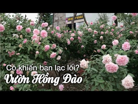 Trồng Hoa Hồng Cổ Đào như thế nào mới sành điệu ?