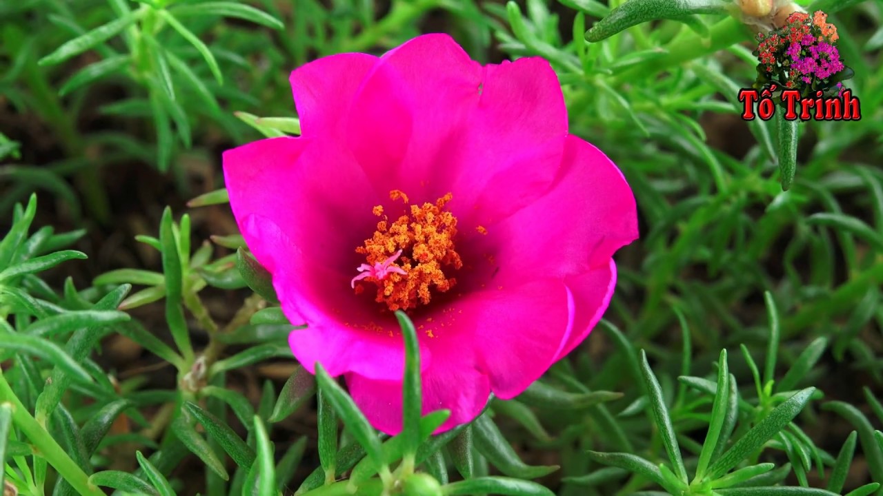 Trồng Hoa Mười Giờ 2018 - Portulaca grandiflora