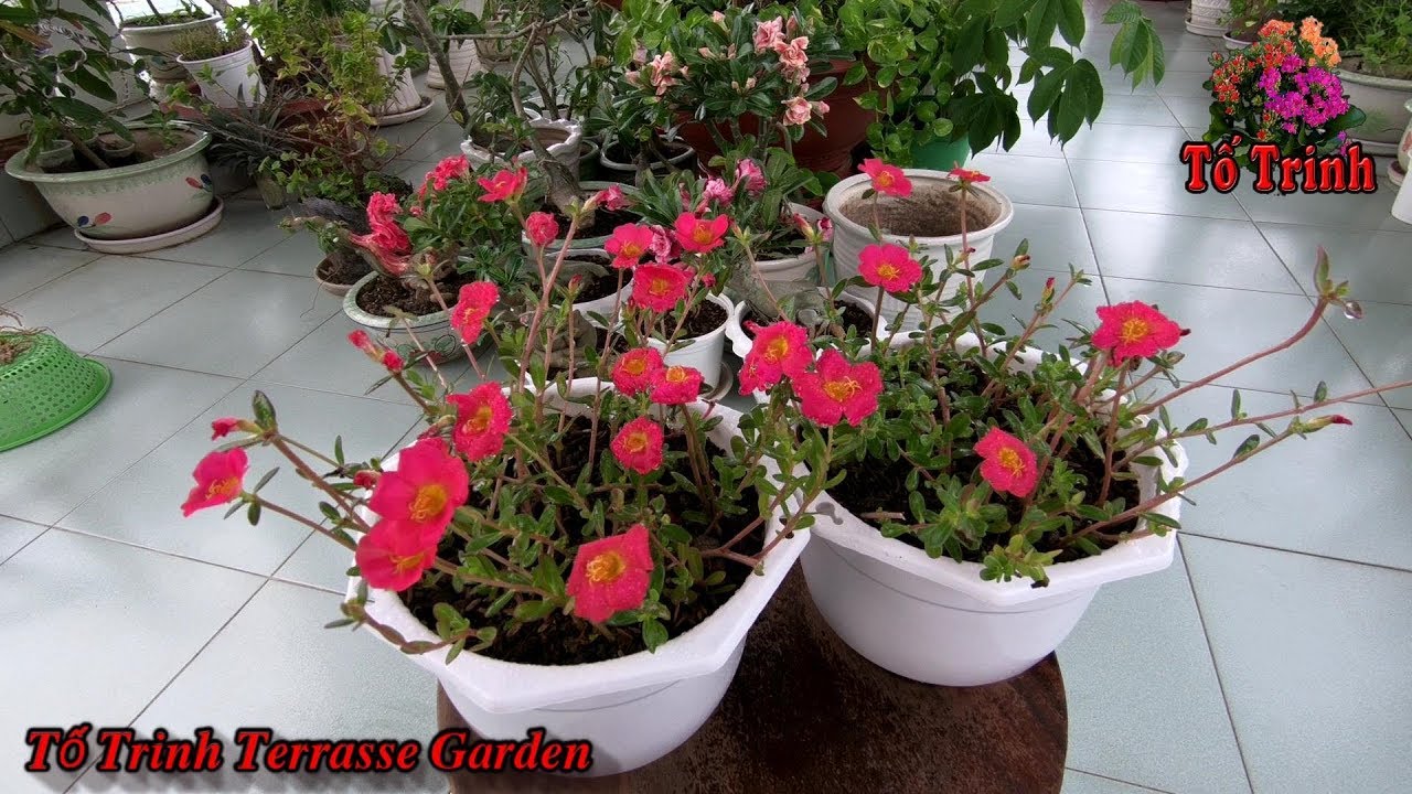 Trồng Hoa Mười Giờ Sam Màu Đỏ Tươi Đẹp - Portulacaceae