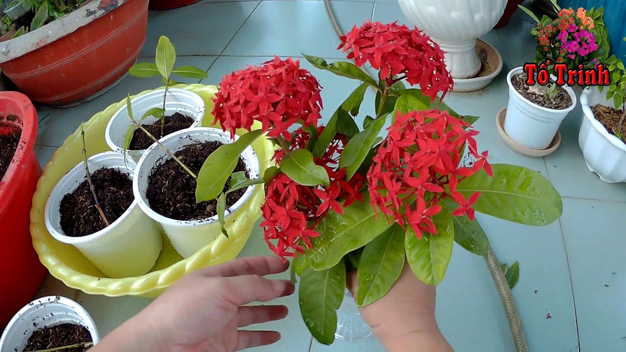 Trồng Hoa Trang Đỏ - Ixora Coccinea Flower