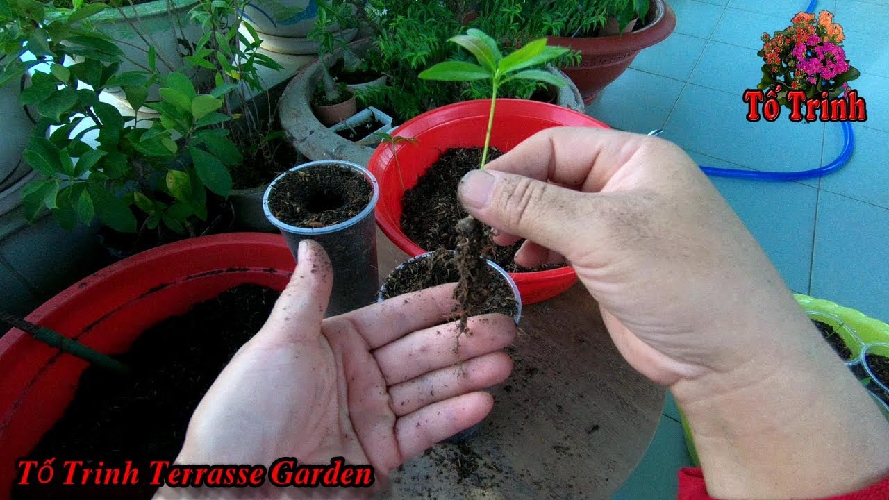 Trồng Những Cây Mai Con Vào Ly Nuôi Dưỡng Để Làm Cây Bonsai