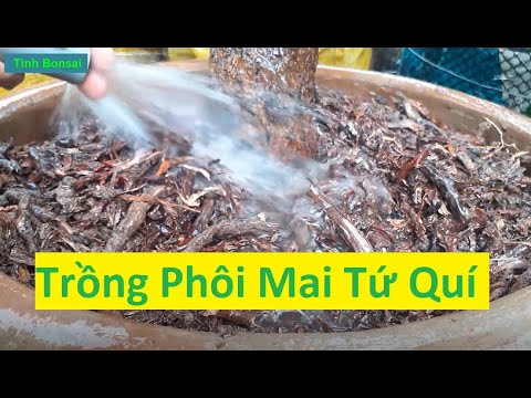 Trồng Phôi Mai Tứ Quí | Tính Bonsai