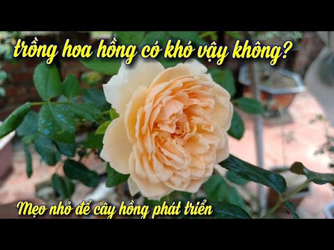 Trồng Và Chăm Sóc Cây Hoa Hồng Khó Vậy Sao??