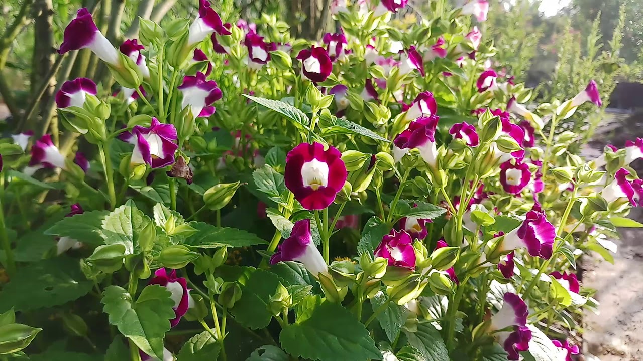 Trồng cây tố Liên (Torenia Fournierii)