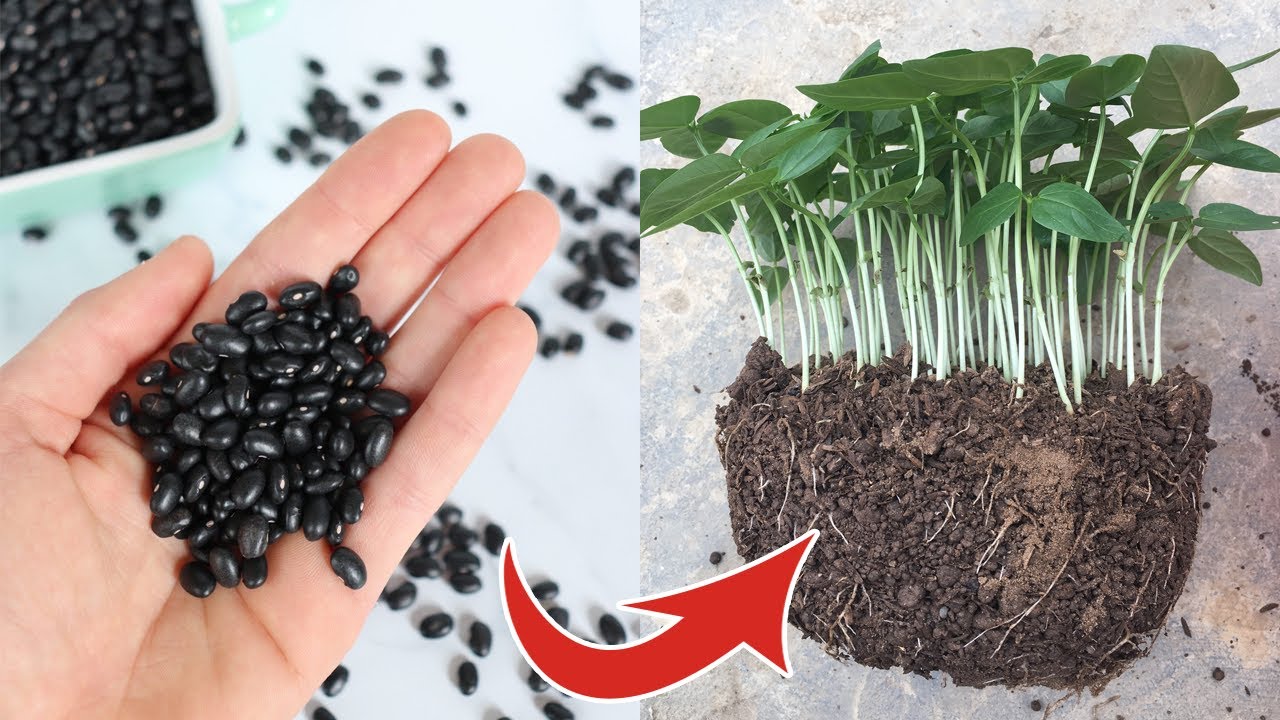 Trồng đậu đen tại nhà cách đơn giản để hạt nảy mầm - Planting black beans
