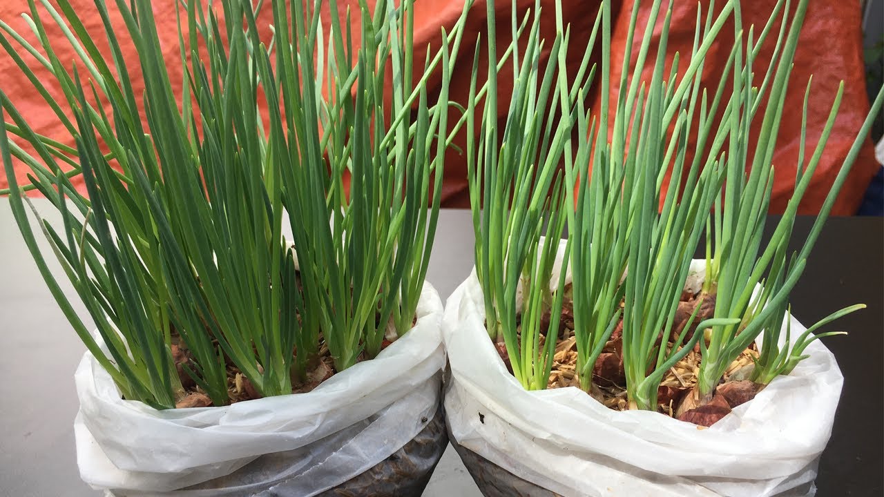 Trồng hành lá trong túi nilon - Method of growing green onions in plastic bags