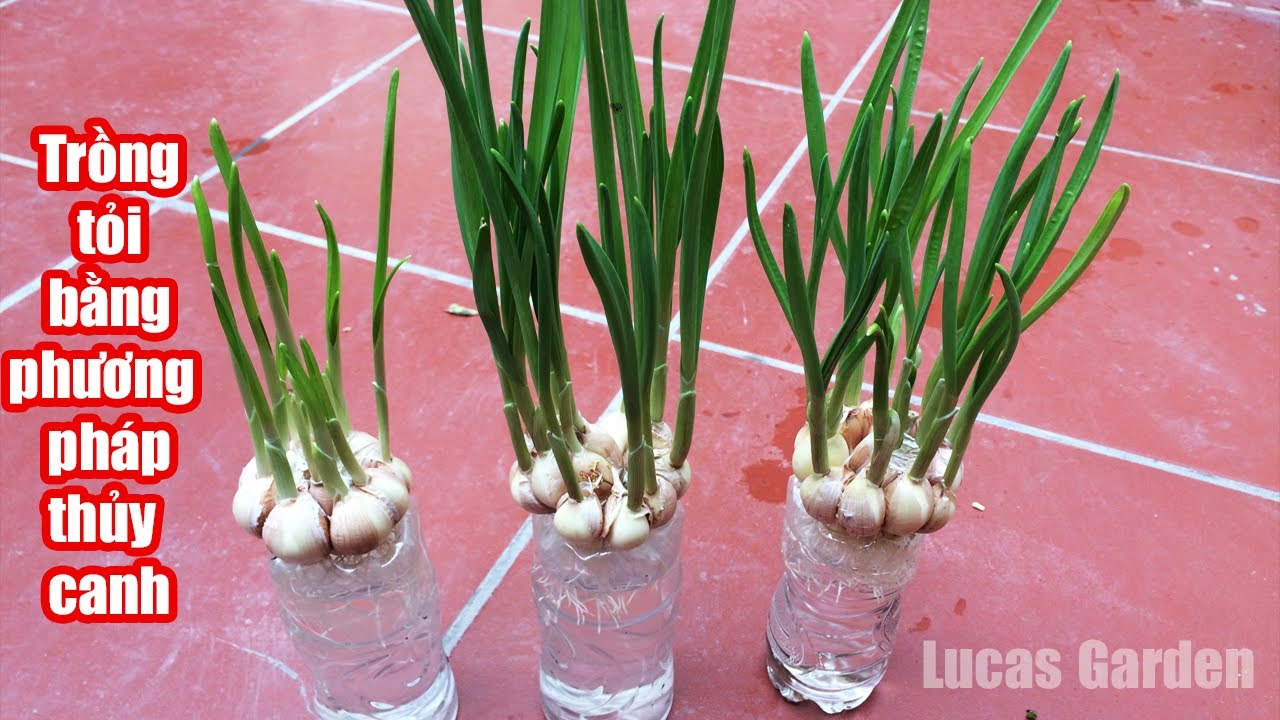 Trồng tỏi - Cách trồng tỏi tại nhà bằng nước | Growing garlic hydroponic