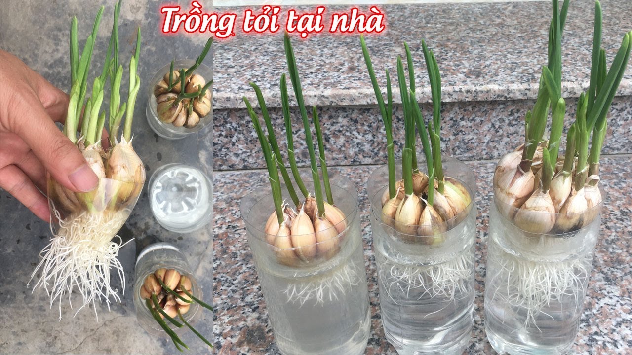 Trồng tỏi tại nhà cách đơn giản chỉ cần dùng nước - grow garlic