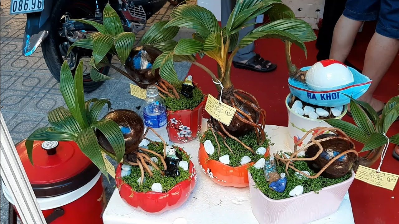 Tưng bừng gian hàng bonsai dừa ở lễ hội dừa Bến Tre 2019/ coconut bonsai/bonsai kelapa