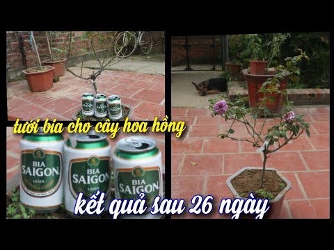 Tưới Bia • Loại Phân Hữu Cơ Thần Thánh Cho Cây Hoa Hồng Và Kết Quả Ngoài Sức Tưởng Tượng. NGƯỜI ƯƠM