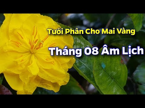 Tưới Phân Cho Mai Vàng - Tháng 08 Âm Lịch