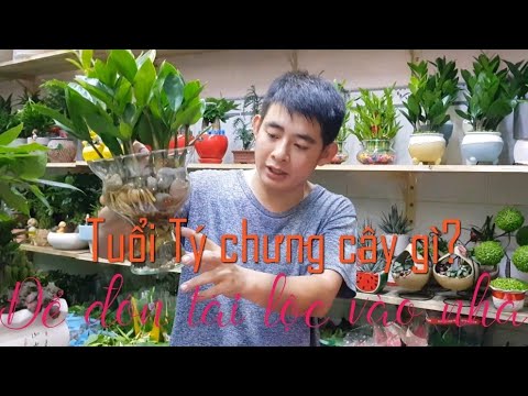 Tuổi Tý cần chưng cây gì để đón tài lộc vào nhà?