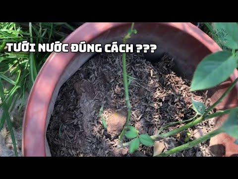 Tưới nước cho hoa hồng đúng cách - Phần 2