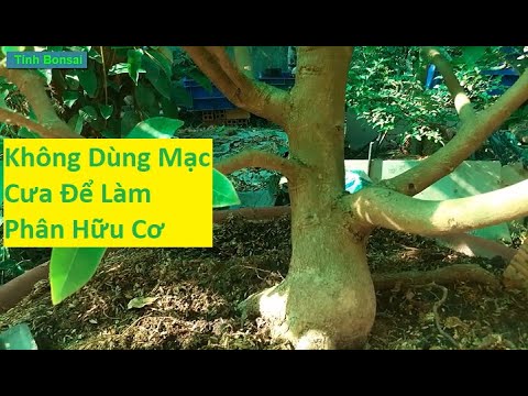 Tuyệt Đối Không Dùng Mạc Cưa Làm Chất Trồng Cho Mai Vàng | Tính Bonsai