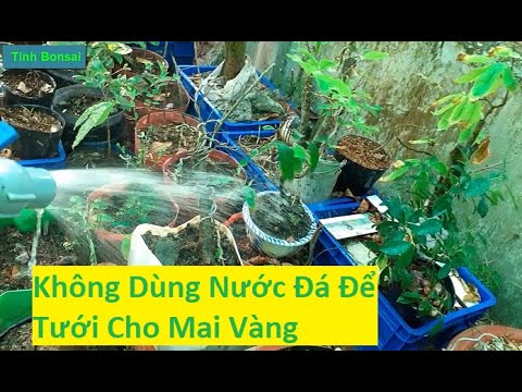 Tuyệt Đối Không Dùng Nước Đá Tưới Cho Cây Mai Vàng | Tính Bonsai