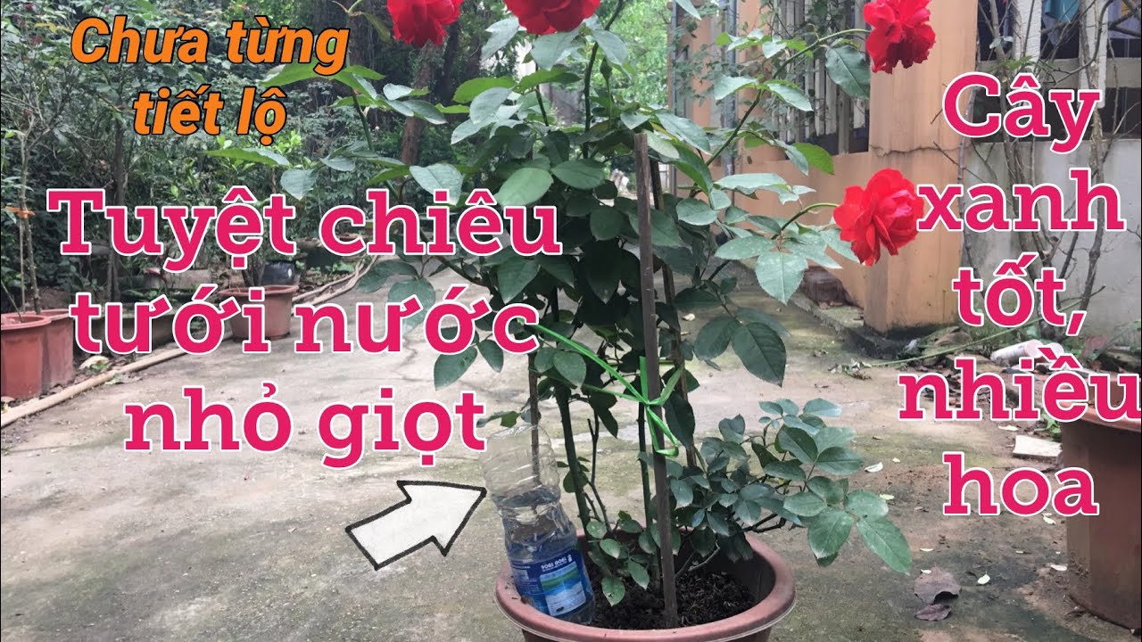 Tuyệt chiêu tuyệt chiêu tưới nước nhỏ giọt hoa hồng xanh tốt, nhiều hoa | S Garden