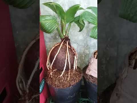 Twin coconut bonsai ( cặp đôi bon sai dừa)