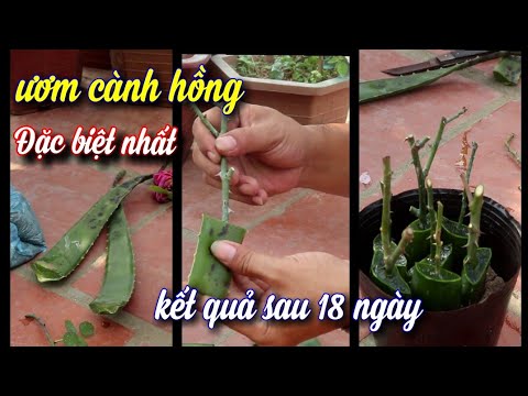 Ươm Cành Hồng Đơn Giản Bằng Lá Nha Đam (lô hội).Kết Quả Sau 18 Ngày.NGƯỜI ƯƠM MẦM