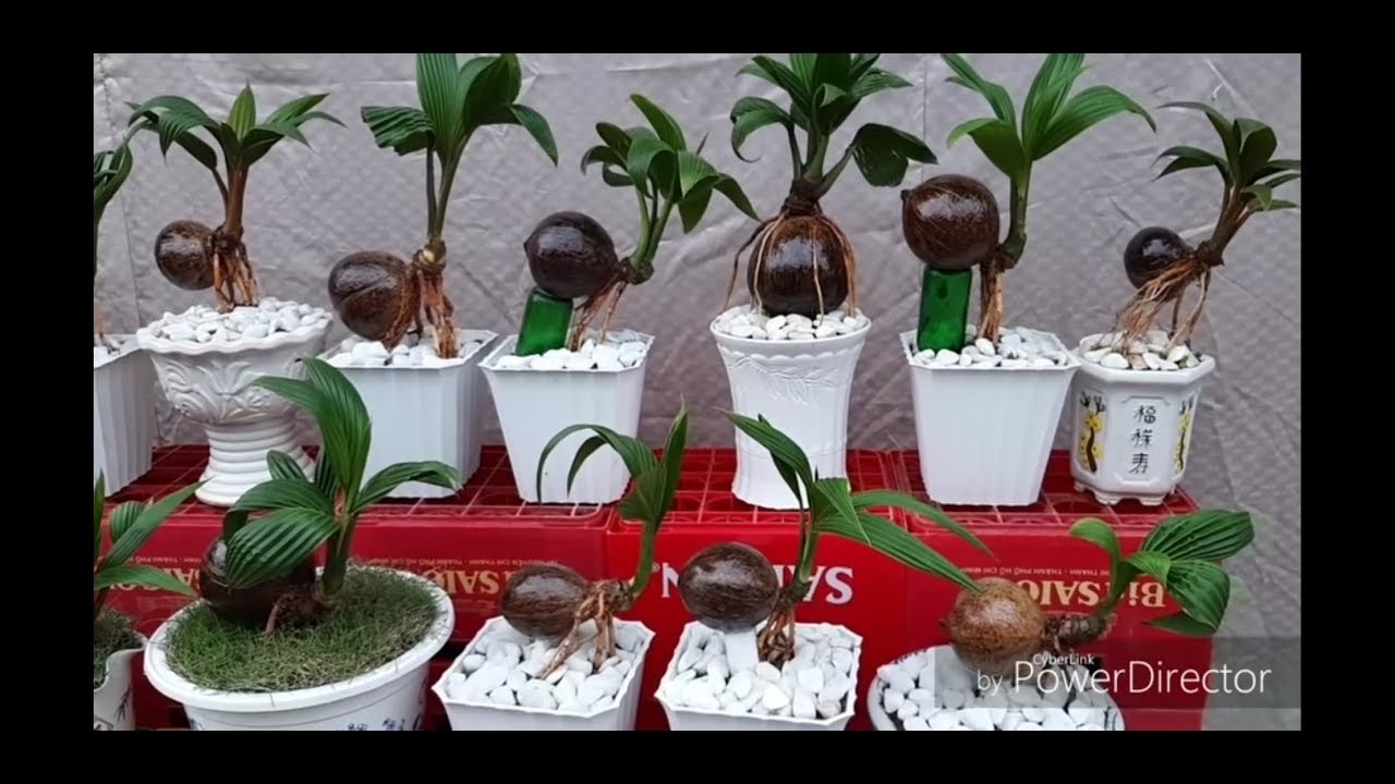 Ươm dừa bonsai bằng nước / nursing coconut bonsai with water