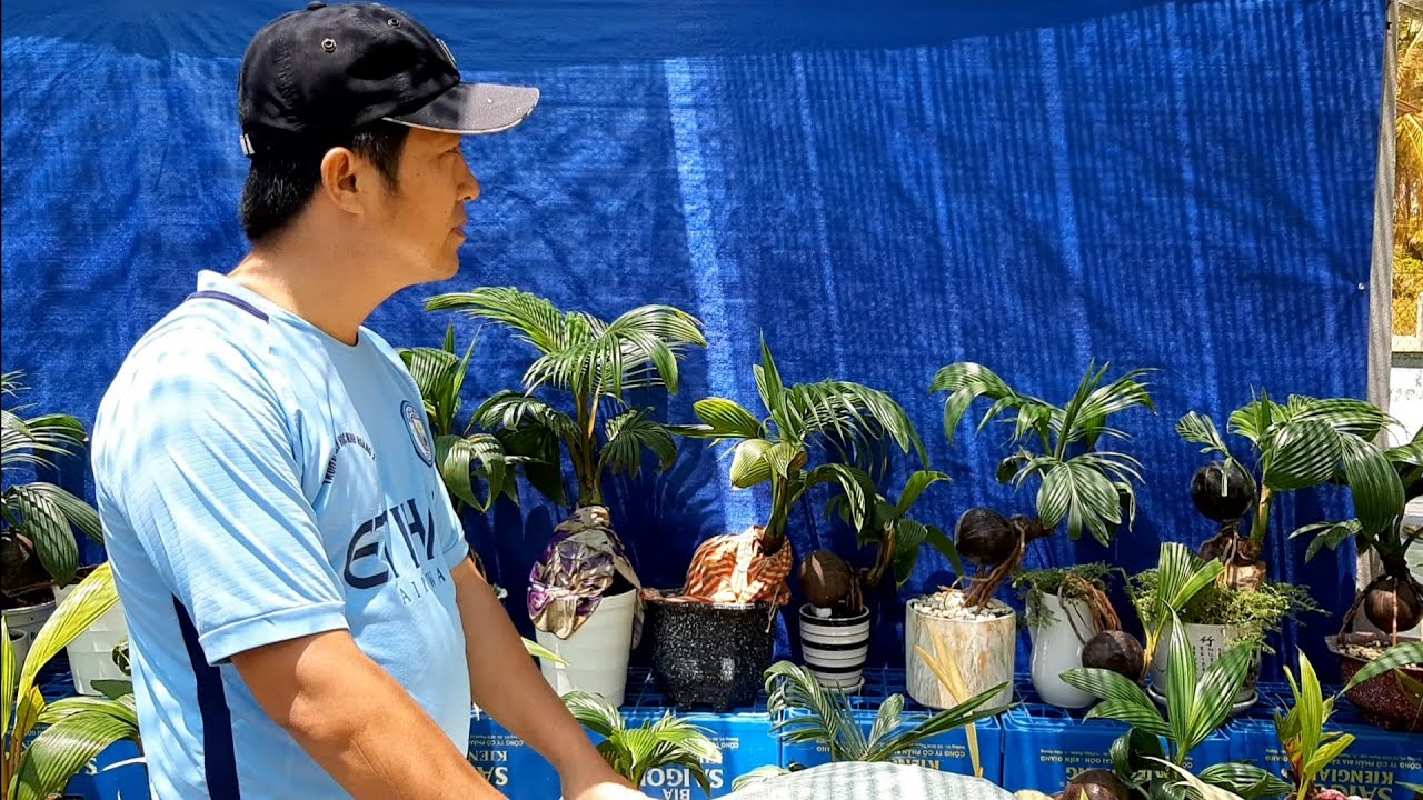 Ươm dừa bonsai gáo mini / mini cocobonsai / bonsaikelapa