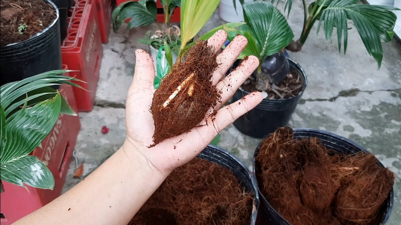 Ươm dừa bonsai siêu mini và những lưu ý cần thiết/coconut bonsai/bonsaikelapa