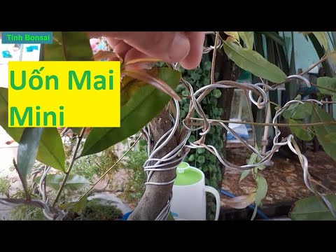 Uốn Mai Vàng Mini | Tính Bonsai