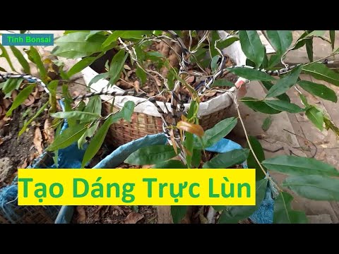 Uốn Mai Vàng Thành Dáng Trực Lùn | Tính Bonsai