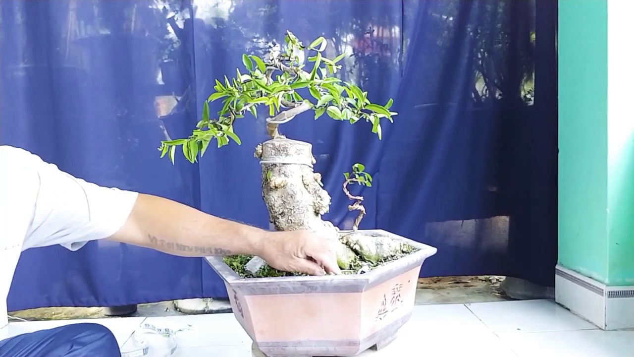 VÀI CÂY MAI CHIẾU THỦY - BONSAI VN