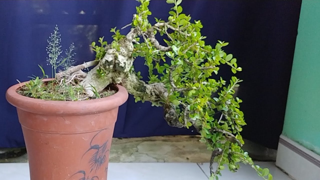 VÀI CÂY SAM TRÁI ÉP BONSAI CHO ANH CHỌN - BONSAI VN