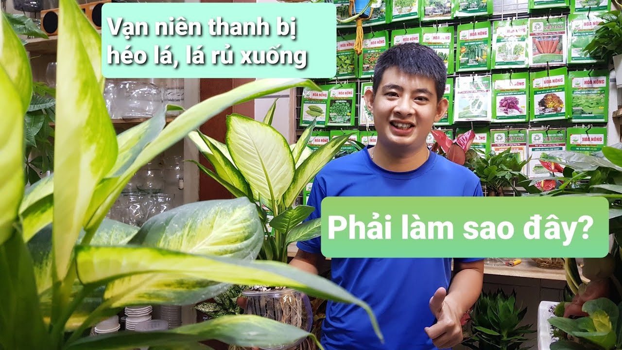 VẠN NIÊN THANH BỊ HÉO LÁ, LÁ MỀM RỦ XUỐNG PHẢI LÀM SAO?