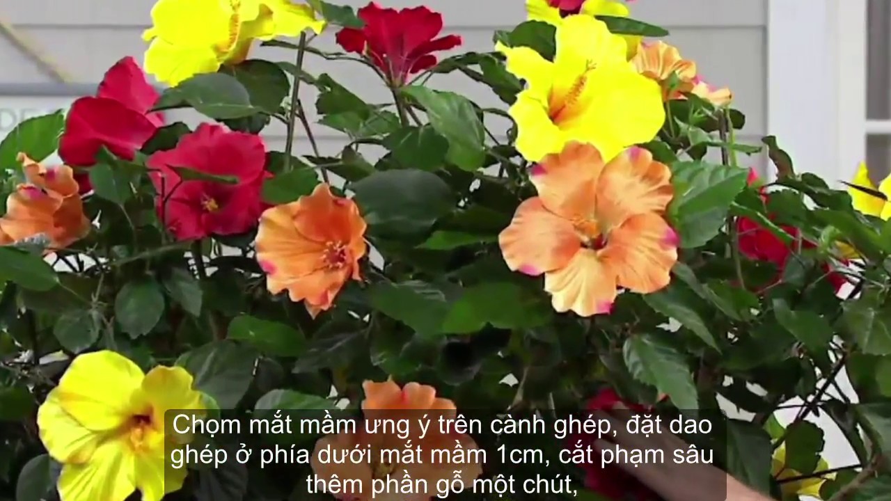 VERY HOT! CÁCH TẠO CÂY HOA DÂM BỤT NHIỀU MÀU ĐỘC ĐÁO, LẠ MẮT (How to graft hibiscus)