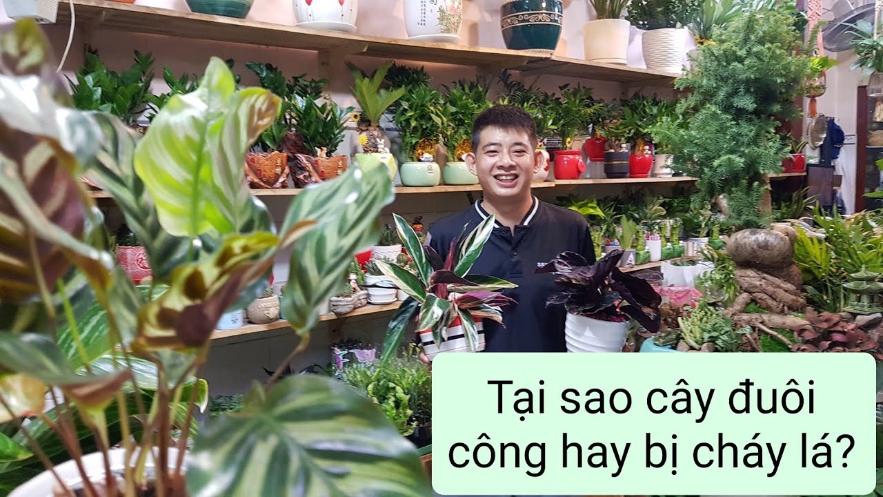 VÌ SAO CÂY ĐUÔI CÔNG MUA VỀ HAY BỊ CHÁY LÁ - CHIA SẺ BÍ QUYẾT CHĂM SÓC CÂY ĐUÔI CÔNG