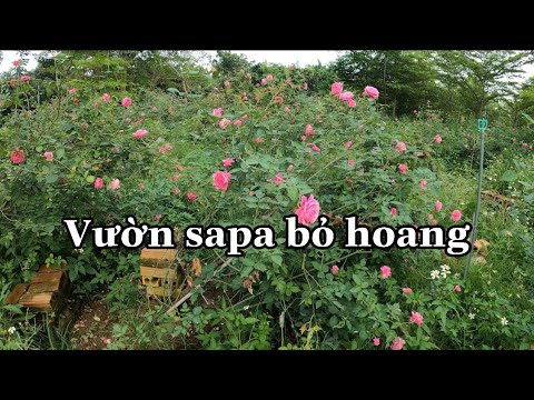 VƯỜN CỔ SAPA NỞ HOA TUYỆT ĐẸP.CHUẨN GARDEN TV