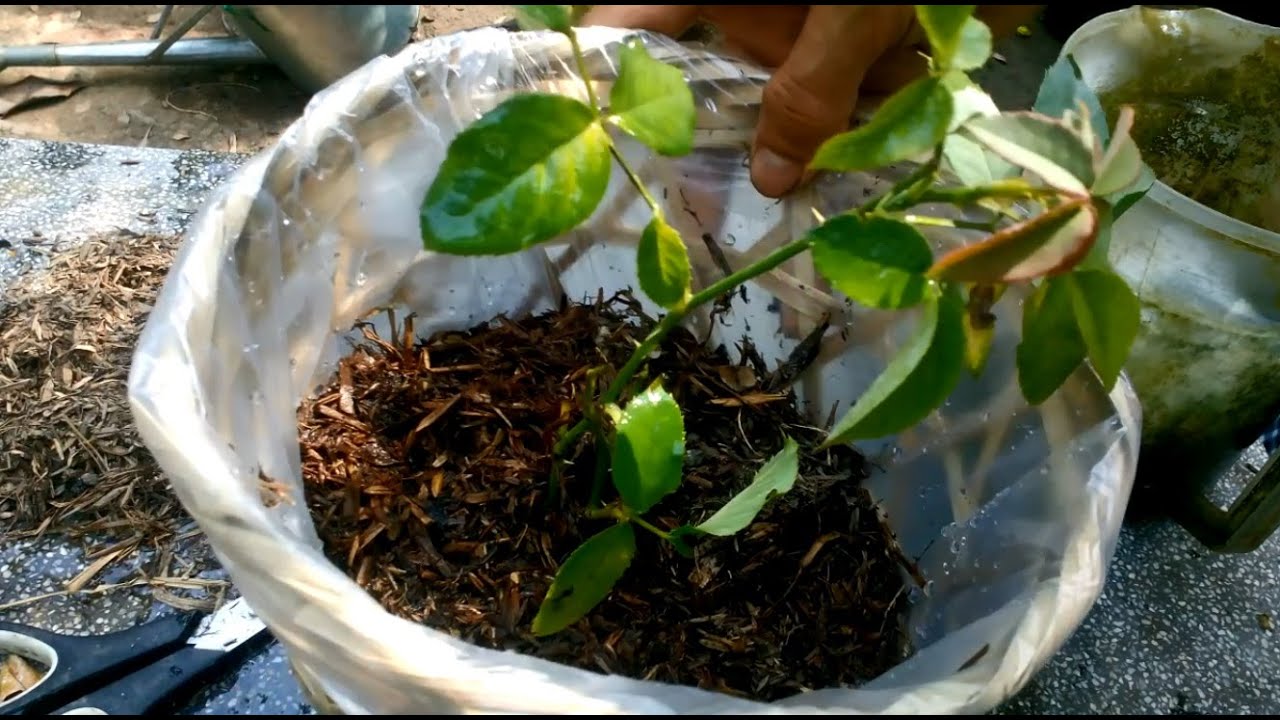 Vào chậu hoa hồng sau chiết hồng ( Propagation Air layering of Roses)